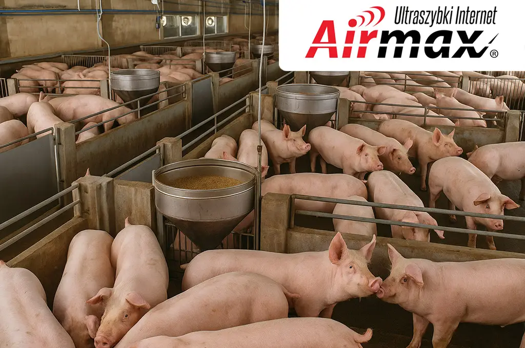Nowoczesna hodowla trzody chlewnej zautomatyzowana dzięki szybkiemu bezprzewodowemu światłowodowi Nowoczesna chlewnia wyposażona w systemy automatycznego karmienia i monitoringu, wspierane przez szybkie łącze internetowe